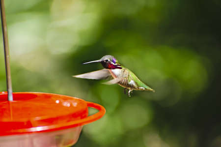 A hummingbird hovering at a feeder, wings showing motionの写真素材