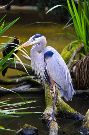A blue heron perched on a branch above the water