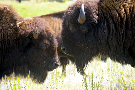 A portrait of two buffalo at Custer State Park, South Dakotaの写真素材