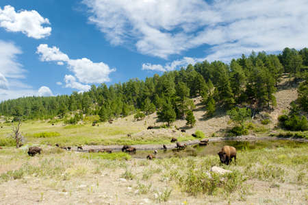 A herd of buffalo around a watering hole in Custer State Park