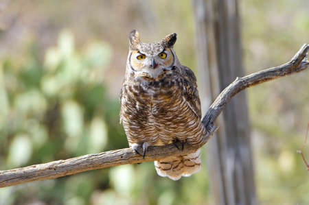 Portrait of a Great Horned Owl perched on a branchの写真素材