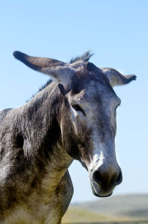Portrait of a burro with his ears backの写真素材
