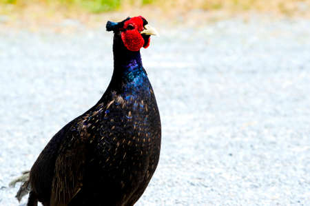 A male Pheasant in New Zealand