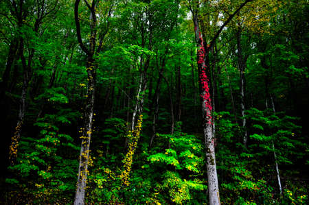Colorful fall leaves in the Smoky Mountainsの写真素材