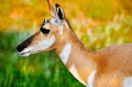 Profile of a female Antelopeの写真素材
