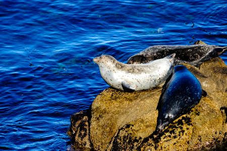 Three Harbor seals lying on a rock in Monterey Harbor, California の写真素材