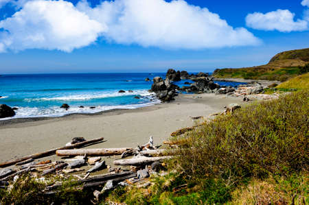 Beach with driftwood on the Pacific Oceanの写真素材