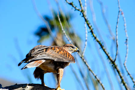 A Ferruginous Hawk perched on a branch の写真素材