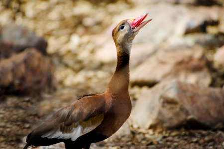 A black bellied whistling duck with his beak open の写真素材