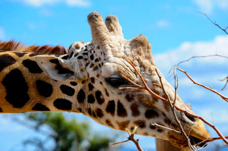 A Giraffe eating branches.の写真素材