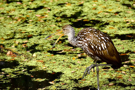 Portrait of a Limpkin in a swamp.の写真素材