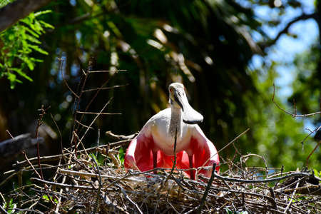 Roseate Spoonbill keeping her eggs out of the sun.の写真素材