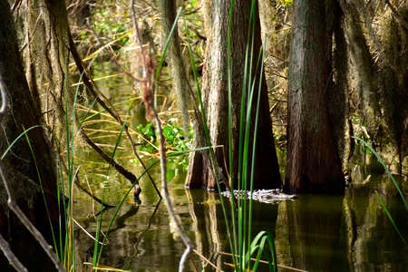 Alligator swimming in a swamp.の写真素材