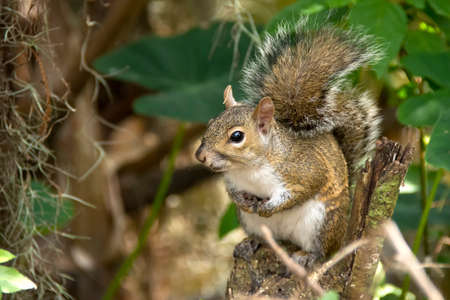 Portrait of a Squirrel in a treeの写真素材