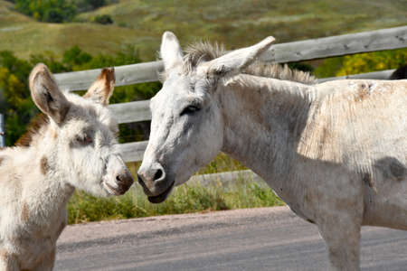 Mom and young wild burro at Custer State Park, South Dakota.