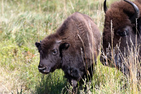 Two buffalo walking in the grass in Yellowstone National Park.