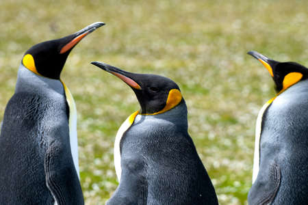 Group of King Penguins at Volunteer Point, Falkland Islands