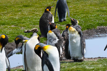 A colony of King Penguins and a few molting, at Volunteer Point, Falkland Island.の写真素材