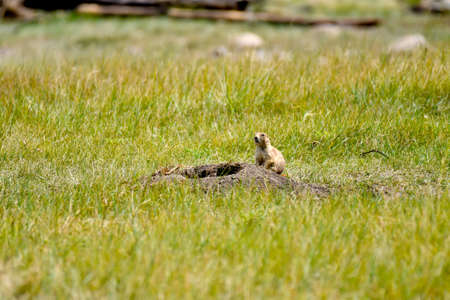 A prairie doge guarding his burrow at Custer State Park, South Dakotaの写真素材
