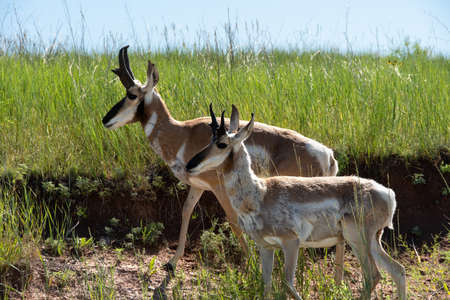 Two Antelope out for a walk in Custer State Park, South Dakota.
