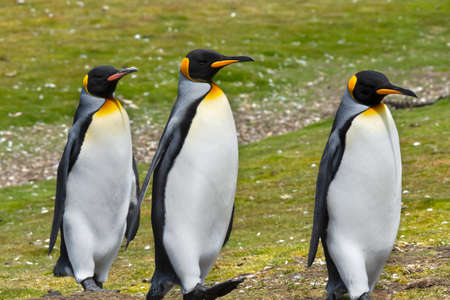 Three King Penguins out for a stroll at Volunteer Point, Falkland Islands.の写真素材