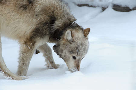 Closeup of a wolf in Yellowstone National Park.