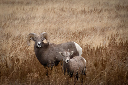 Ram and Ewe in Theodore Roosevelt National Park, North Dakota.