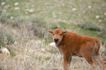 A young bison or Red Dog in a field, in Yellowstone National Park.