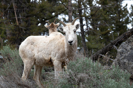Two Bighorn Sheep on a hillside in Yellowstone National Park.の写真素材