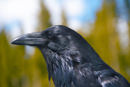 Profile of a Raven.の写真素材