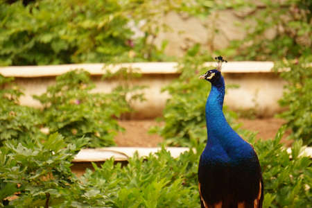 Peacock in the zooの写真素材