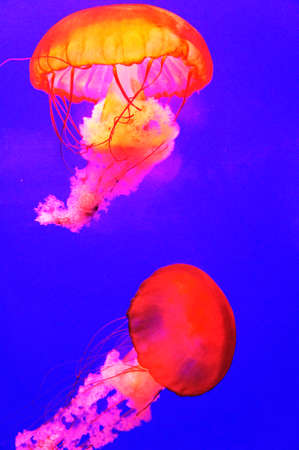 Closeup of two jellyfishの写真素材