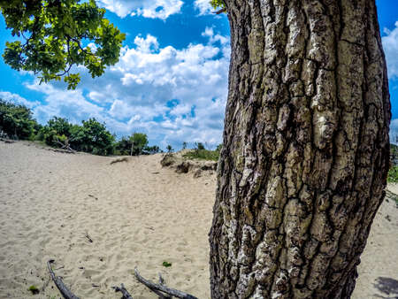 detailed treeの写真素材