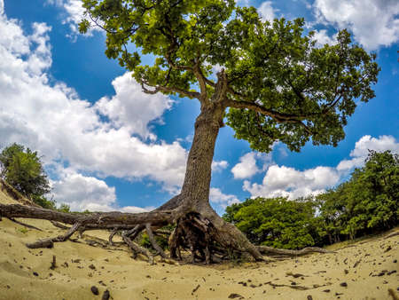 Elevated Treeの写真素材