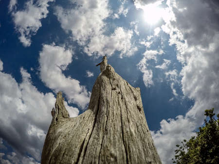 Skyscraperの写真素材