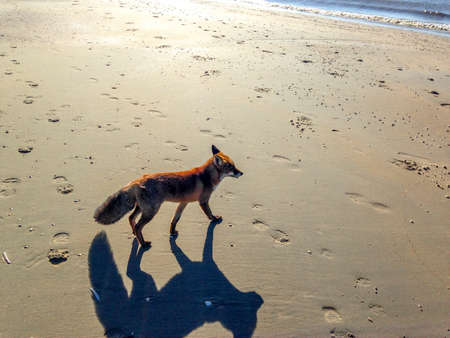 Fox on the beachの写真素材