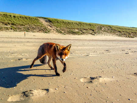 Fox on the beachの写真素材