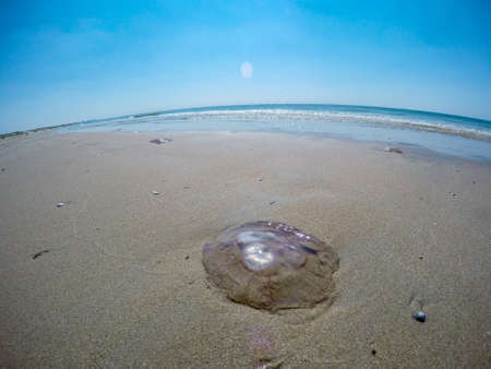 Stranded Jellyfishの写真素材