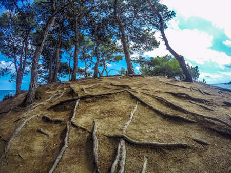 roots of trees at Fenals beachの写真素材