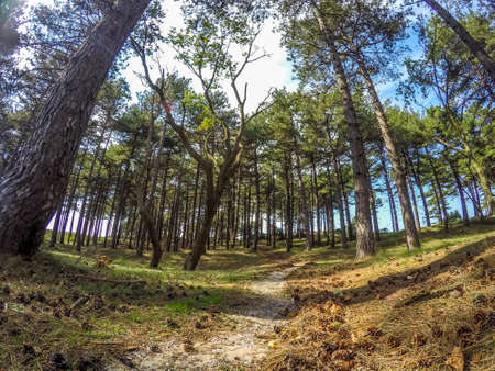 Footpath between conifersの写真素材