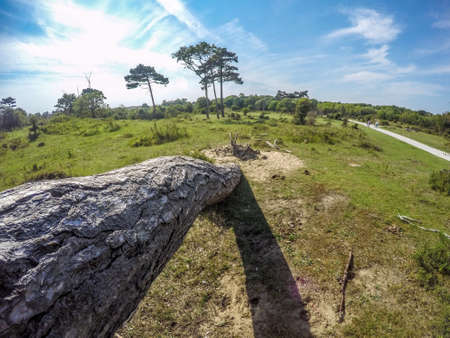 Horizontal treeの写真素材