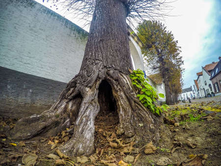 hollow treeの写真素材