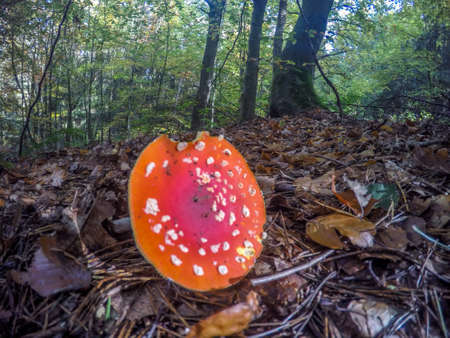 Fly agaric mushroomの写真素材