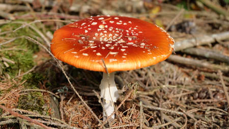 Fly agaric mushroomの写真素材