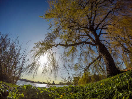 Willow on the waterfrontの写真素材