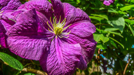 Purple Pansy Flowerの写真素材