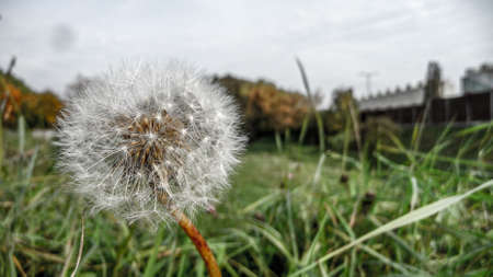 Dandelion with seeds close up macro photo