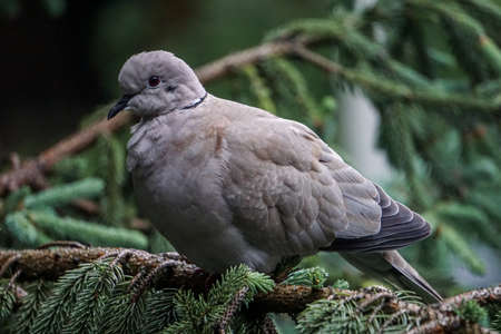 Dove sitting on conifer treeの写真素材