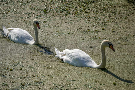Two Swans Making their way through the duckweedの写真素材