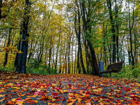 Autumn Colours in the forestの写真素材